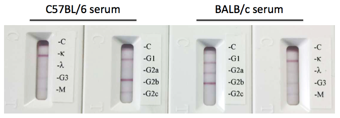 Iso-Gold™ Rapid Mouse-Monoclonal Isotyping Kit, 5 tests – BioAssay Works LLC