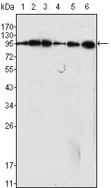 Figure 1: Western blot analysis using Dynamin1 mouse mAb against C6 (1), NIH/3T3 (2), SKN-SH (3), LN18 (4), SHSY5Y (5) cell lysate and rat brain tiisues lysate (6).