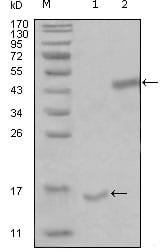 Figure 1: Western blot analysis using PARL mouse mAb against truncated Trx-PARL recombinant protein (1) and truncated MBP-PARL(aa112-167) recombinant protein (2).