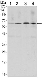 Figure 1: Western blot analysis using CCNB1 mouse mAb against Hela (1), Jurkat (2), K562 (3) and PC-12 (4) cell lysate.