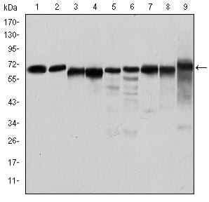 Figure 1: Western blot analysis using PRKAA1 mouse mAb against Jurkat (1), Hela (2), HepG2 (3), MCF-7 (4), Cos7 (5), NIH/3T3 (6), K562 (7), HEK293 (8), and PC-12 (9) cell lysate.