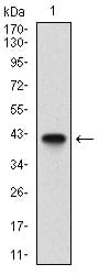 Figure 1: Western blot analysis using B2M mAb against human B2M (AA: 21-100) recombinant protein. (Expected MW is 35.4 kDa)