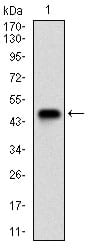 Figure 1: Western blot analysis using RHOF mAb against human RHOF (AA: 1-84) recombinant protein. (Expected MW is 34.9 kDa)