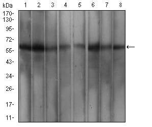 Figure 1:Western blot analysis using WTAP mouse mAb against MCF-7 (1), Hela (2), K562 (3), Hek293 (4), A549 (5), HepG2 (6), Jurkat (7), and Cos7 (8) cell lysate.