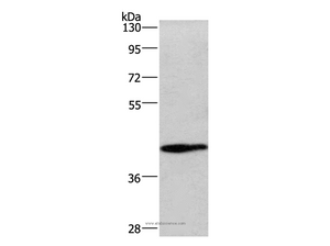 WNT3A Polyclonal Antibody