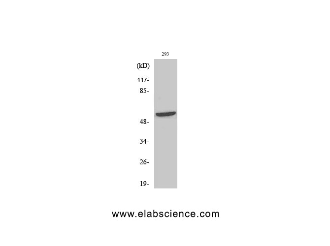 Phospho-SHB (Tyr246) Polyclonal Antibody