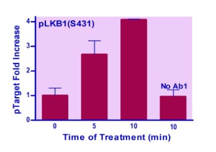 EnzyFluo™ Human/Mouse LKB1(S431) Phosphorylation ELISA Kit