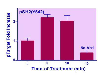 EnzyFluo™ Human SHP2 (Y542) Phosphorylation ELISA Kit