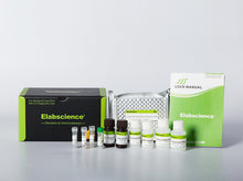 Human ELN (Elastin) CLIA Kit