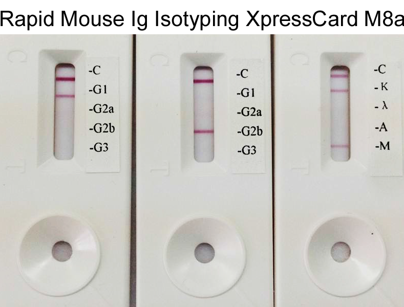 Iso-Gold™ Rapid Mouse-Monoclonal Isotyping Kit, 5 tests – BioAssay Works LLC